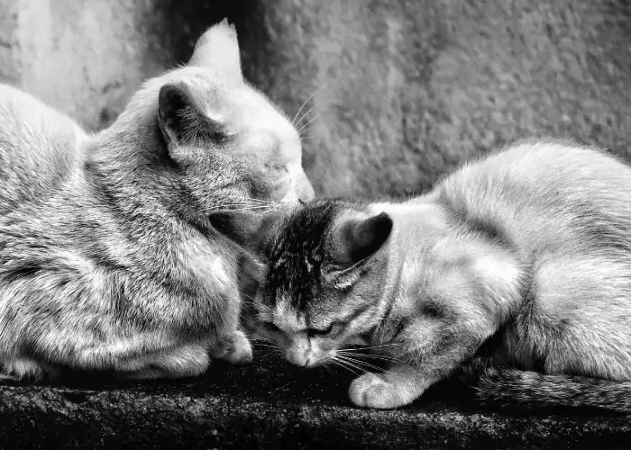 cat licking kitten's right ear