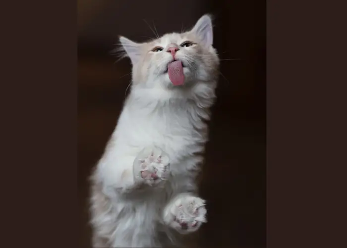 cat licking the glass during night time