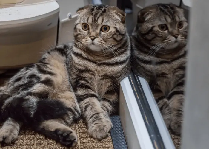 cat looking away from its reflection