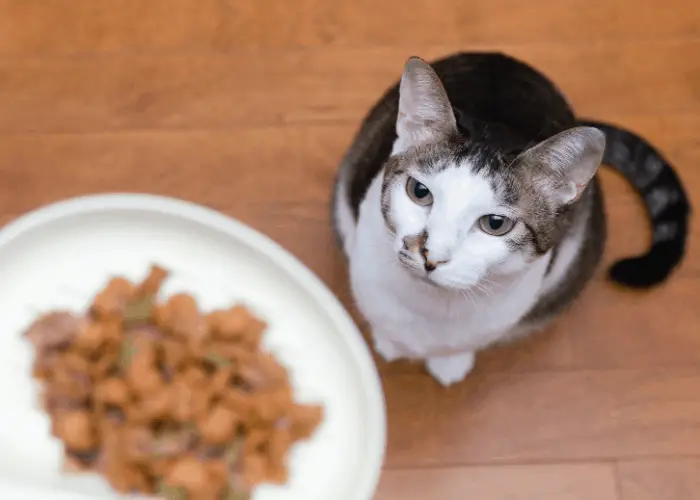 Why Do Cats Never Finish Their Food? Cat Breeds FAQ
