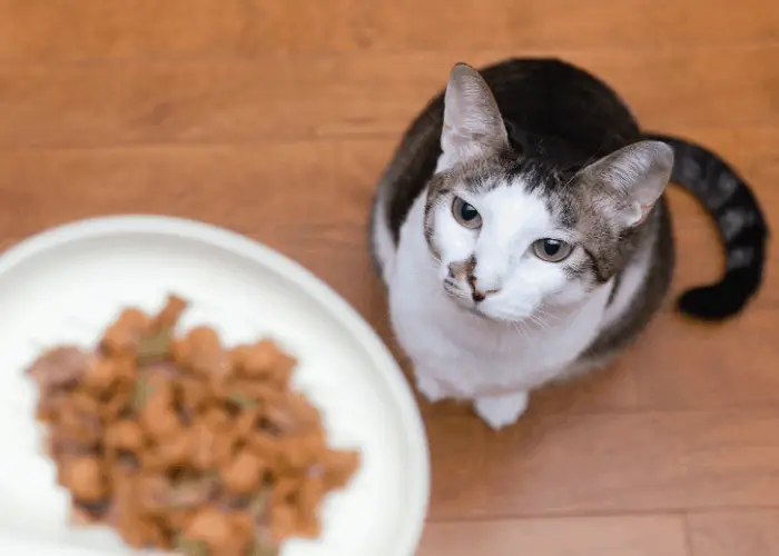 cat looking for its food in the bowl