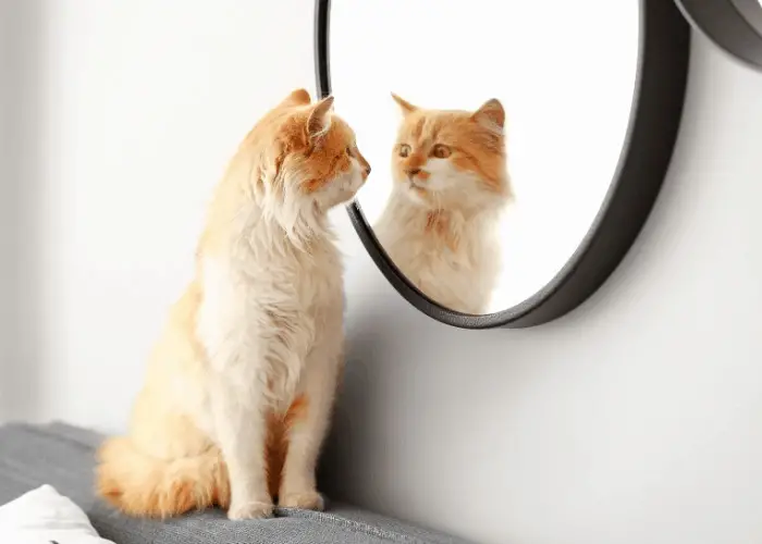 cat looking in a circular mirror