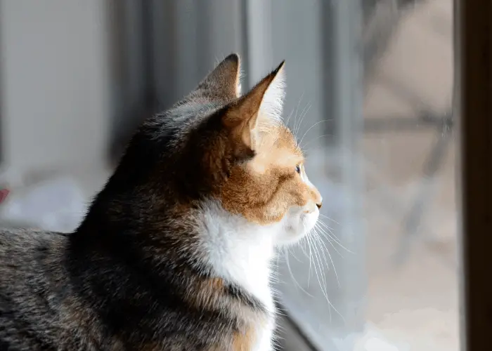 cat looking out of the glass window