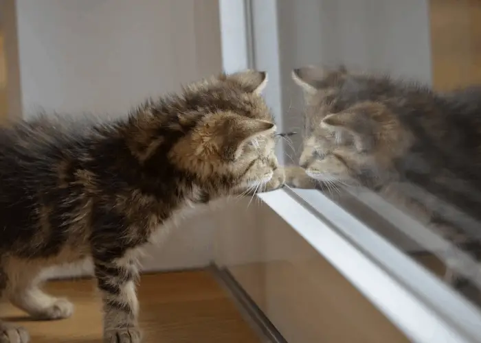 cat pawing its reflection