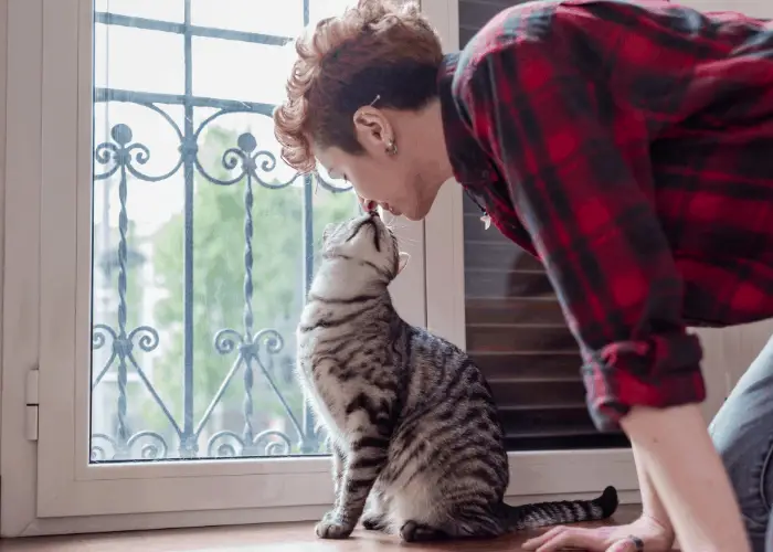 cat sniffing owner's nose