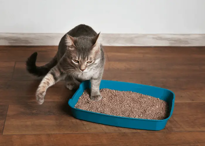 cat stepping in the litterbox