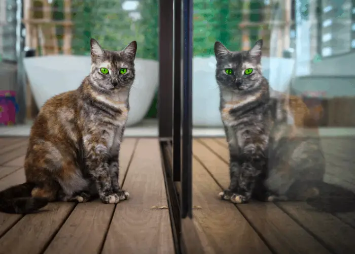 cat with green eyes ignoring its reflection