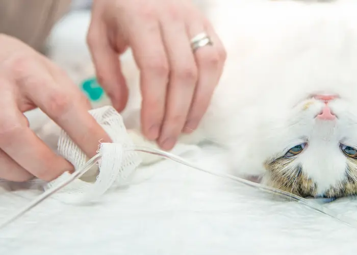 cat's declawing surgery