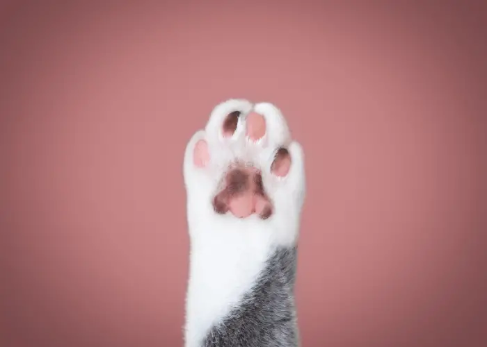 cat's paw on dark maroon background