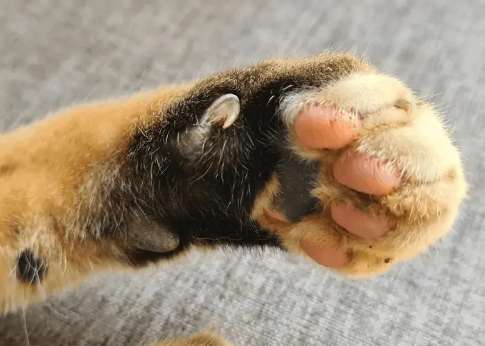 cat's paw