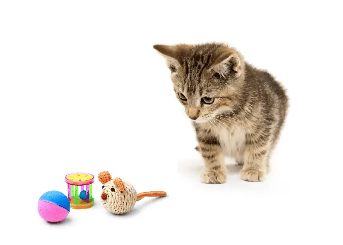 kitten playing with toys