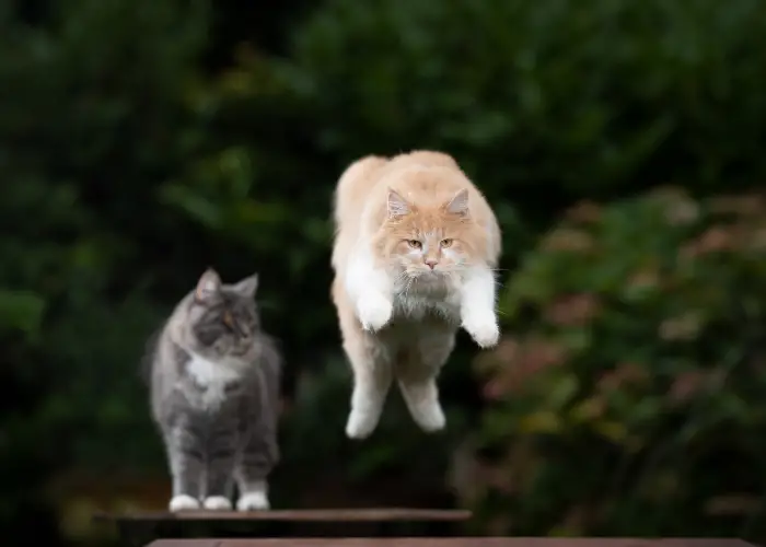 a cat jumping away from the other cat 