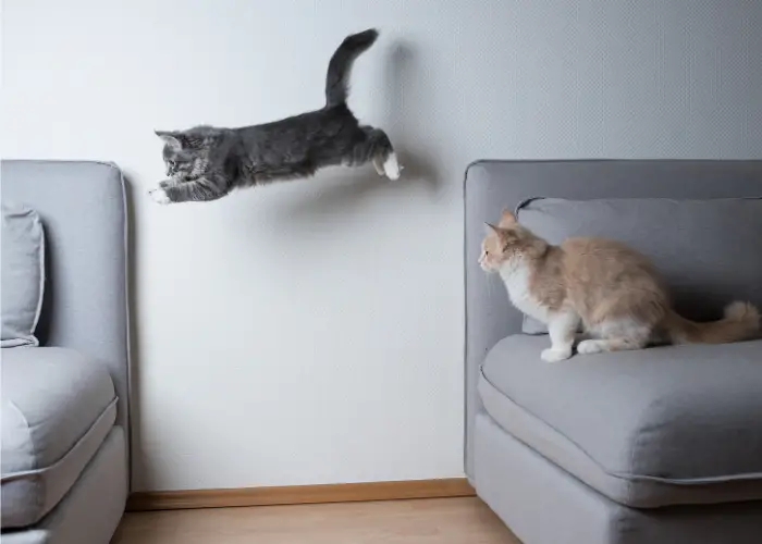 a cat jumping away sideways from the sofa