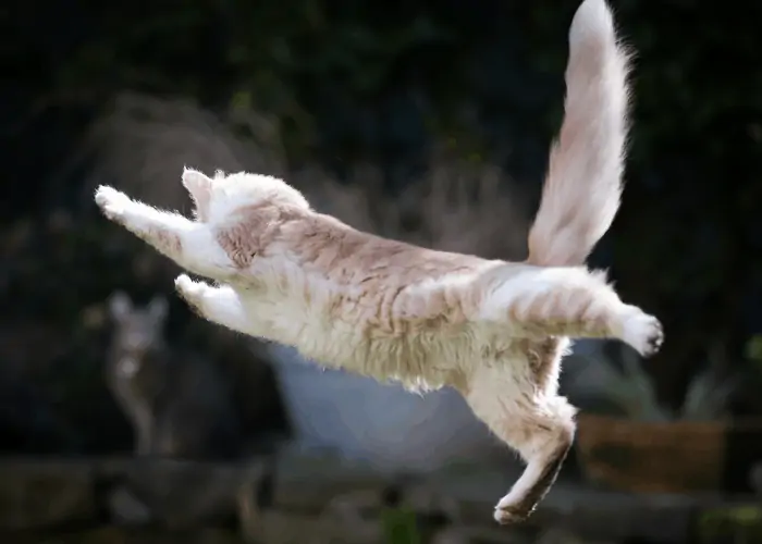 a cat jumping away sideways