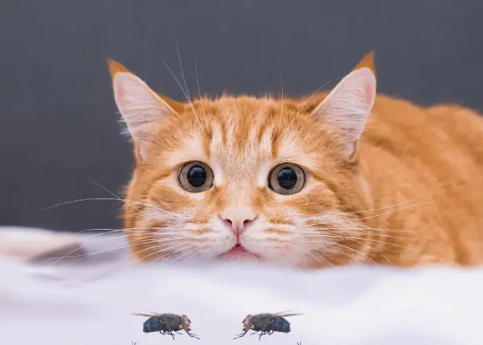 a cat looking at 2 flies