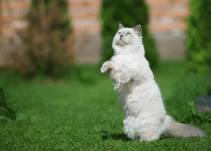 a cat looking at the flies