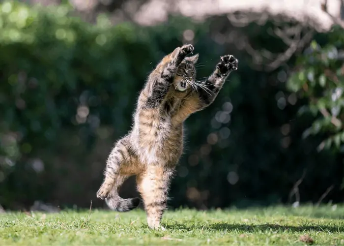 cat jumping sideways