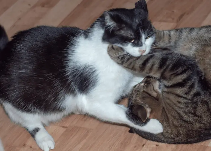 2 indoor cats fighting