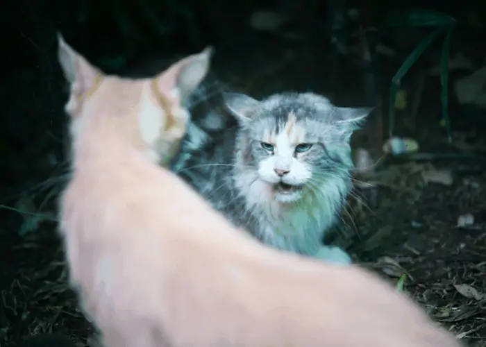 2 outdoor cats fighting