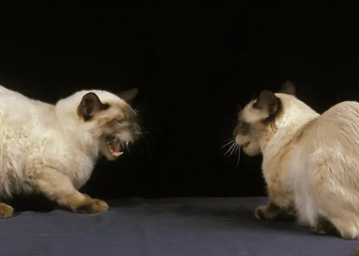 2 siamese cats fighting