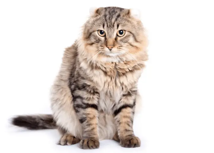 American Curl on white background