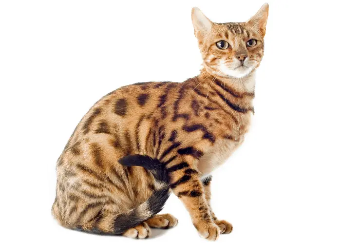 Bengal Cat on white background