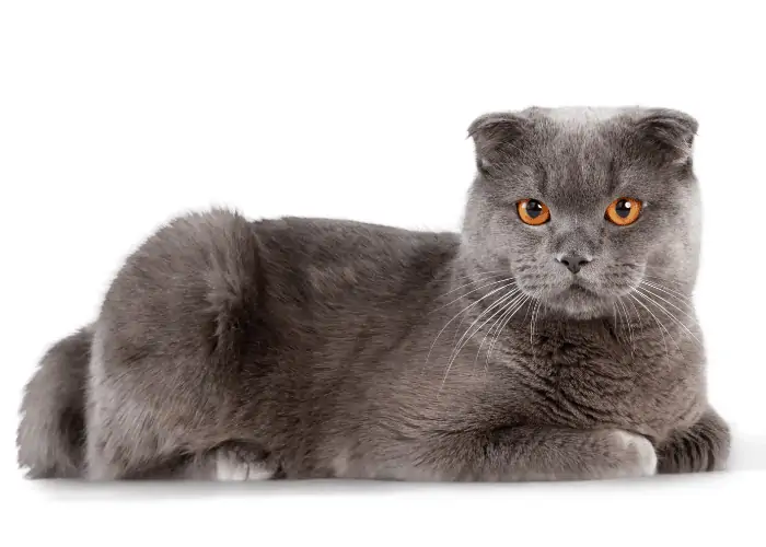 British Shorthair on white background