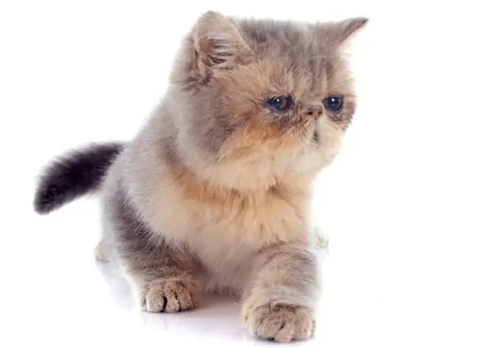 Exotic Shorthair on white background