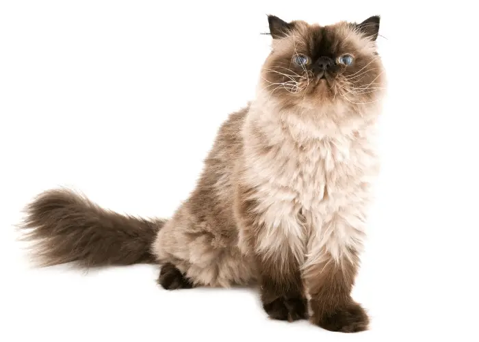 Himalayan Cat on white background