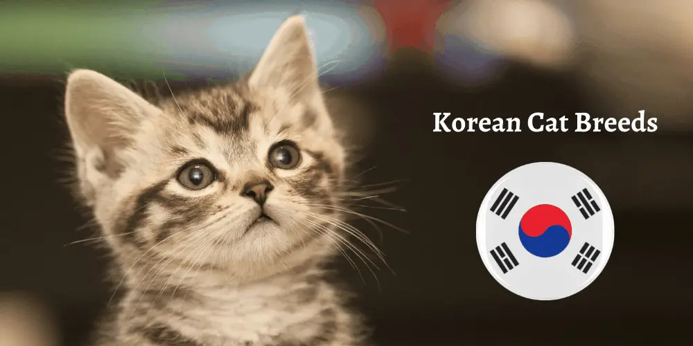 Korean Cat Breeds featured image