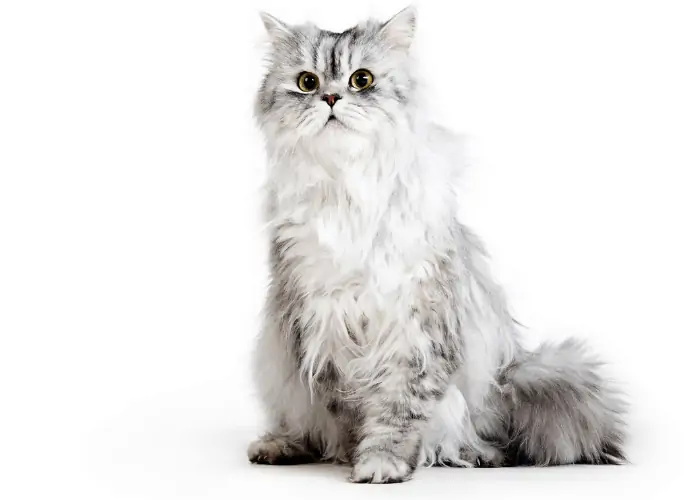 Persian Cat white background