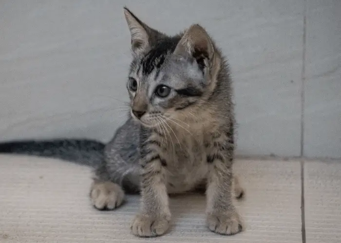 Philippine Shorthair cat breed