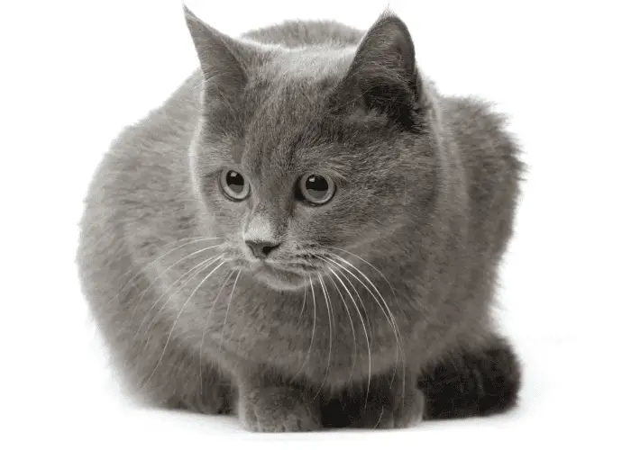 Russian Blue on white background