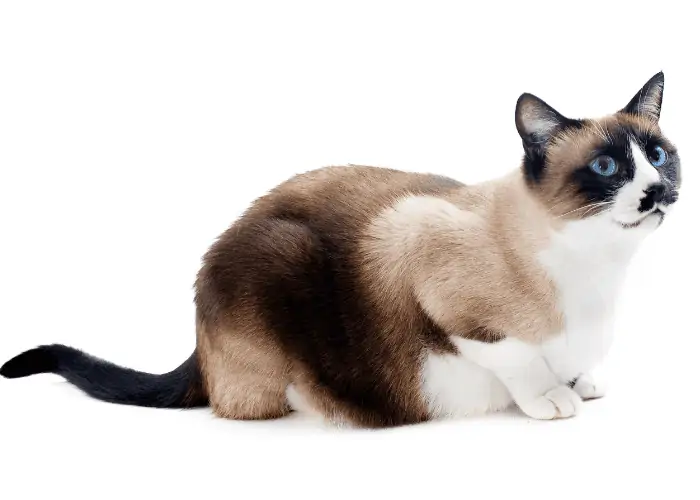 Siamese Cat on white background