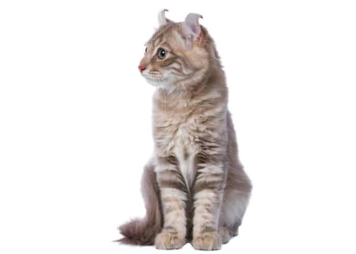 american curl cat sitting against a white background