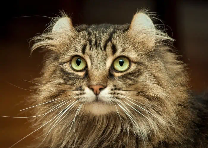 american curl close up photo