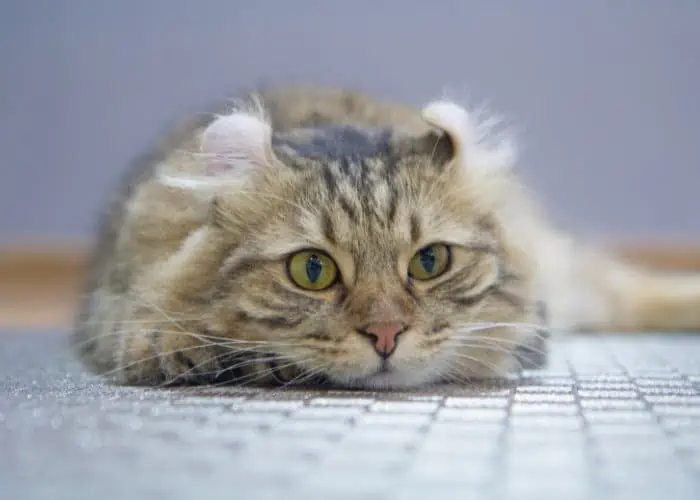 american curl on floor