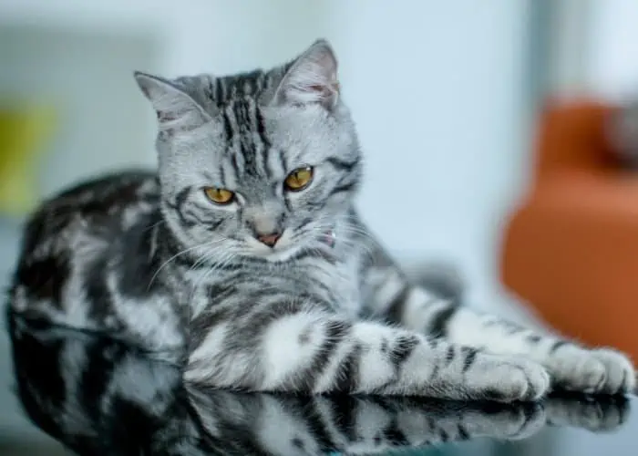 american shorthair cat on the table