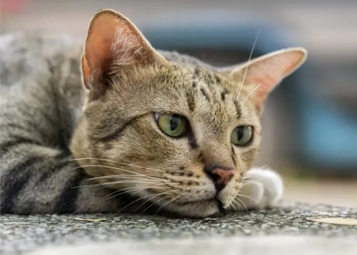 american shorthair close up photo