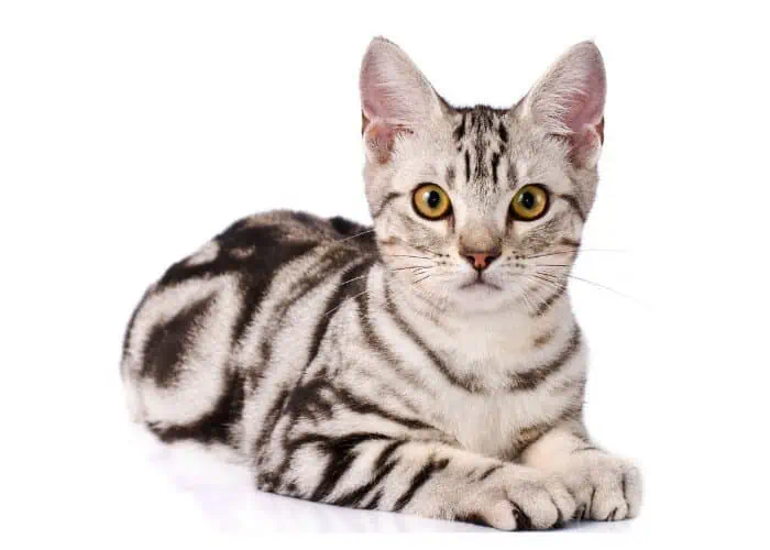 american shorthair on white background