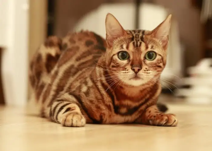 bengal cat lying on the floor