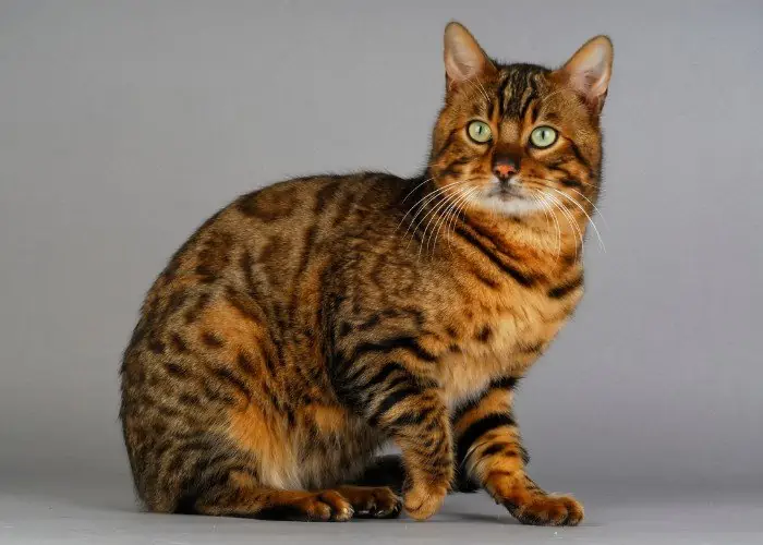 bengal cat on gray background