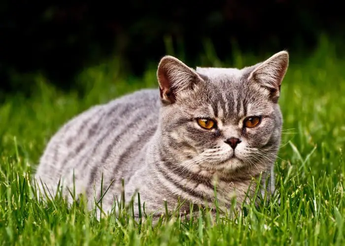 british shorthairl cat lying in the grass