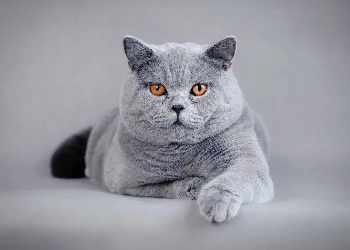 british shorthairl on gray background