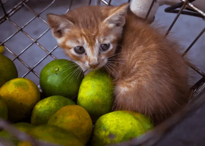 cat in a trolley in Korea