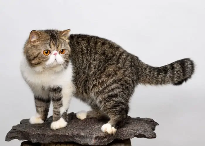 exotic shorthair on gray background