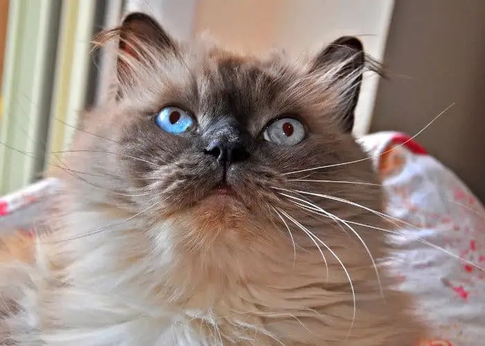 himalayan cat close up photo