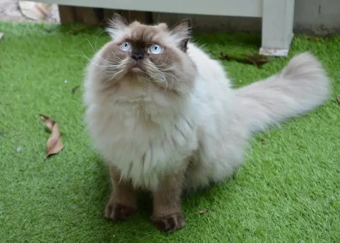 himalayan cat sitting on a green background