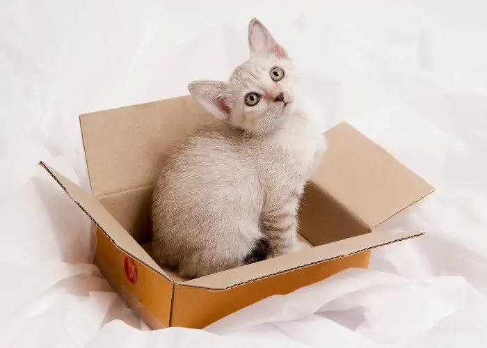 kitten in a box