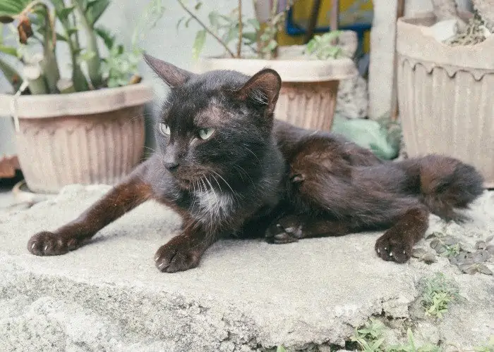 puspin cat outdoors in the philippines 